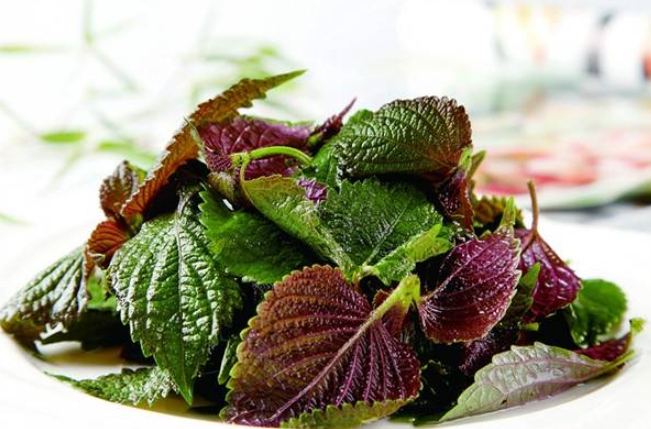 紫蘇多年生植物