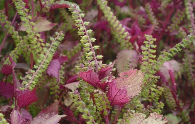 紫蘇多年生植物