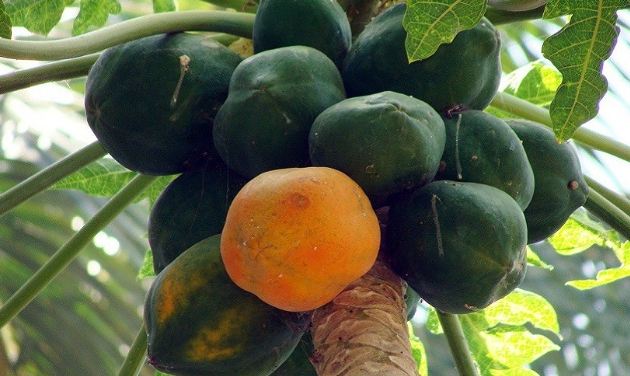 木瓜健康益處 木瓜健康益處