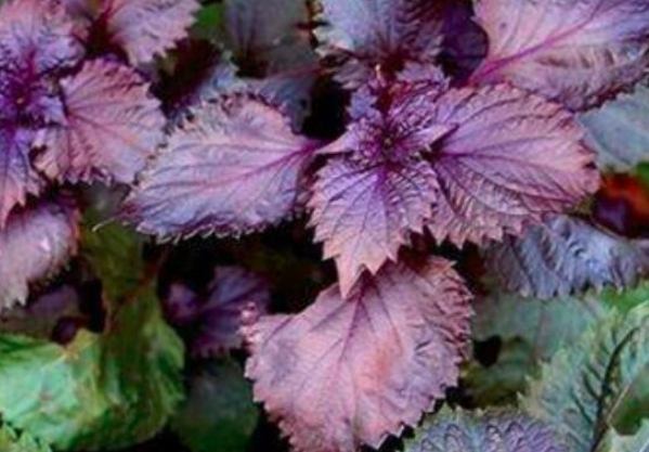 紫蘇花食用方法 紫蘇花食用方法