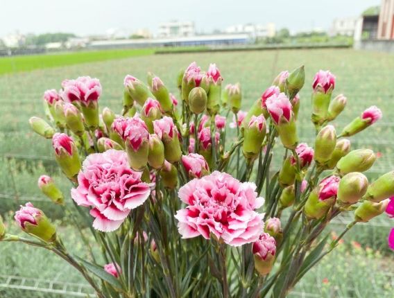 康乃馨顏色花語 康乃馨顏色花語