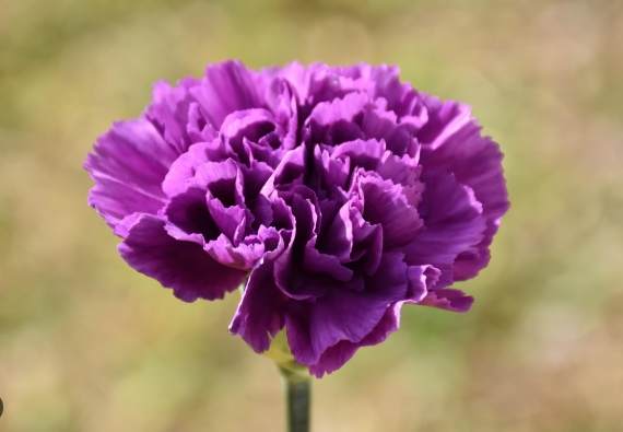 康乃馨顏色花語 康乃馨顏色花語