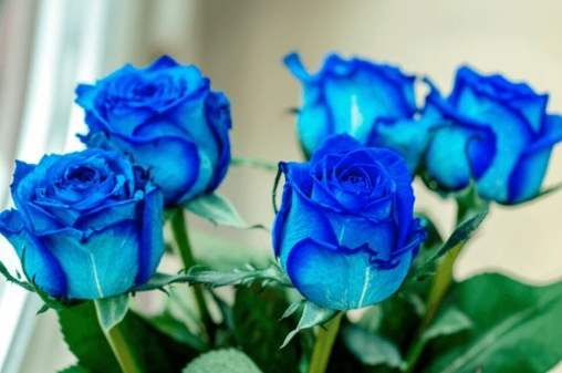 藍色玫瑰購買