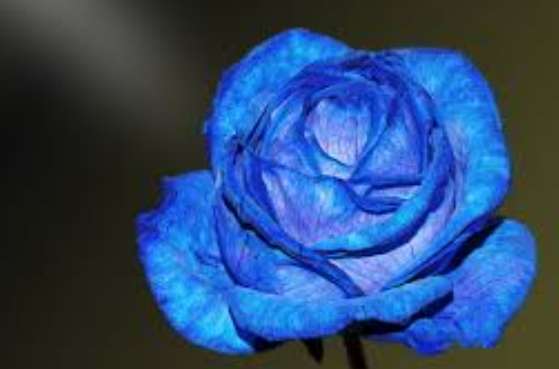 藍玫瑰象徵