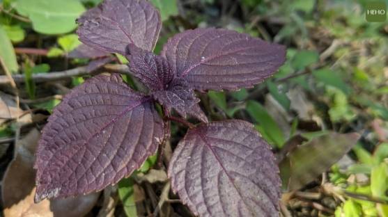 紫蘇食用方法
