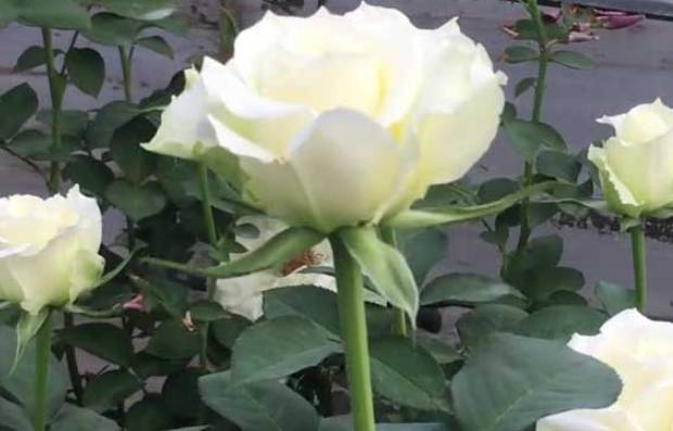 白玫瑰歌曲含義 白玫瑰歌曲含義