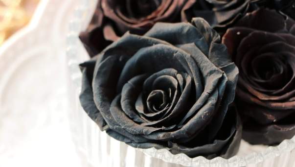 黑色玫瑰象徵