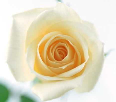 白玫瑰歌曲含義 白玫瑰歌曲含義