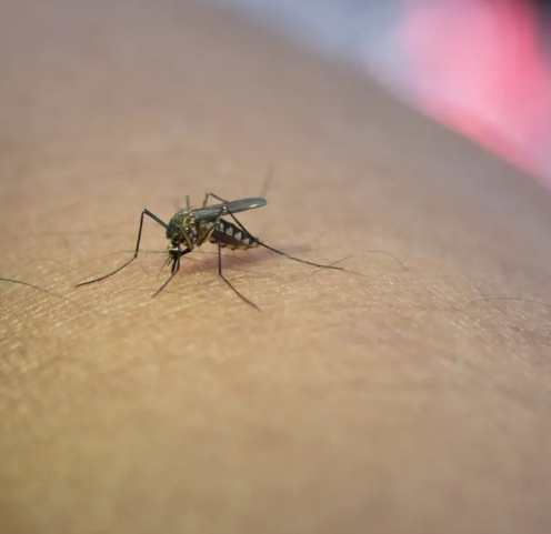 草蚊防治 草蚊防治