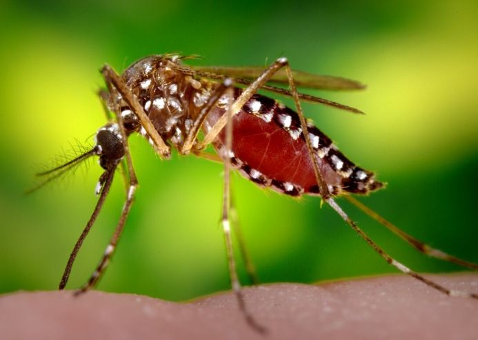 草蚊危害 草蚊危害