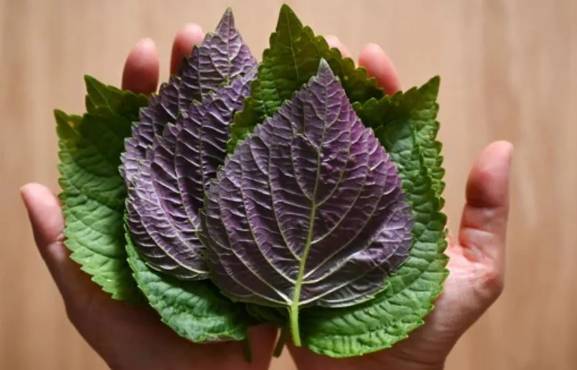 紫蘇功效與禁忌