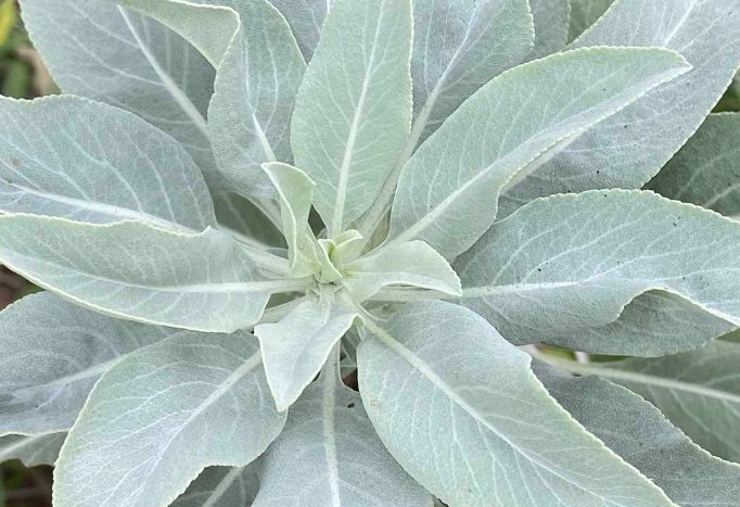 白鼠尾草用途 白鼠尾草用途