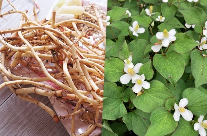 魚腥草煲水功效