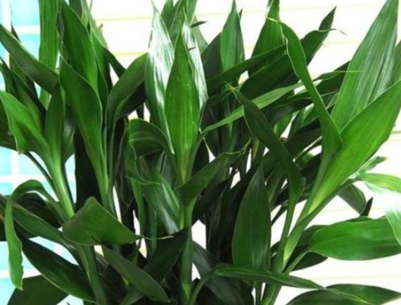 富贵竹浇水频率