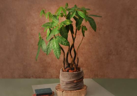 發財樹照顧指南