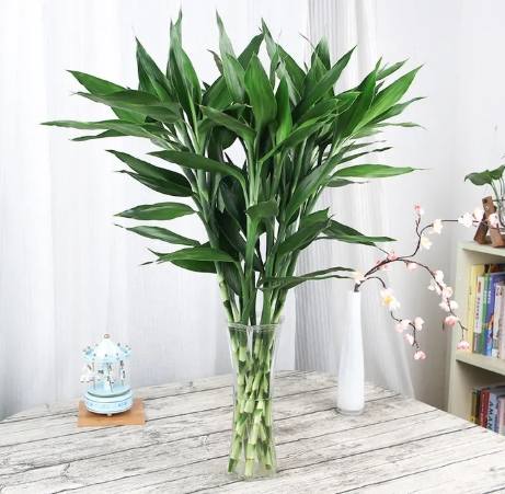 富贵竹养护方法