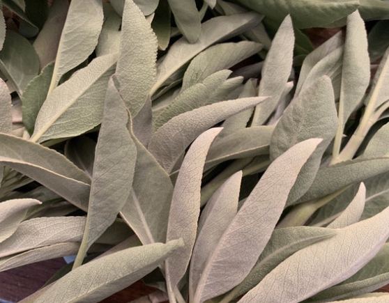 白鼠尾草淨化 白鼠尾草淨化