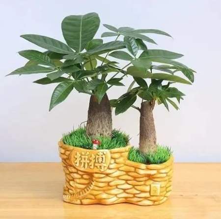 小盆栽選購指南