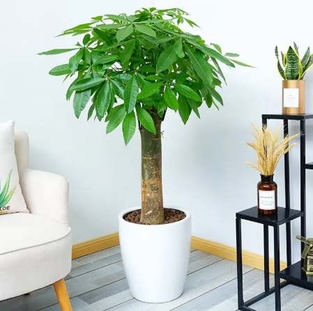 發財樹養護方法