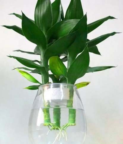 富贵竹浇水频率