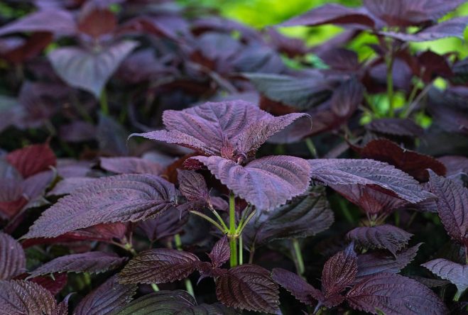 紫苏的功效和副作用