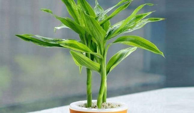 富贵竹多久浇一次水