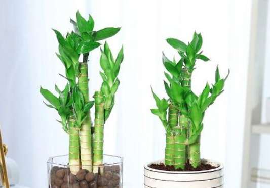 富贵竹养护方法