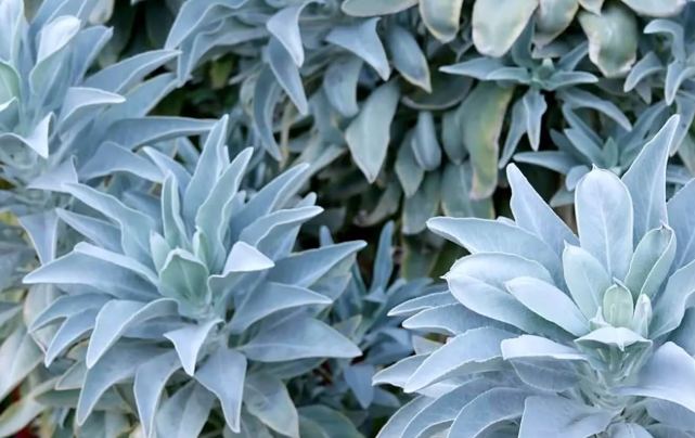 白鼠尾草淨化 白鼠尾草淨化