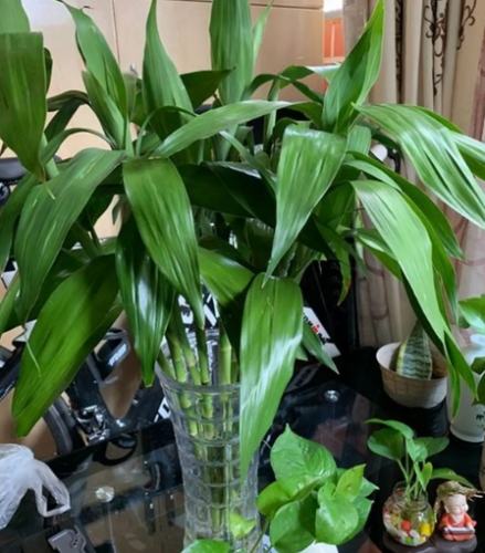 富贵竹养护方法