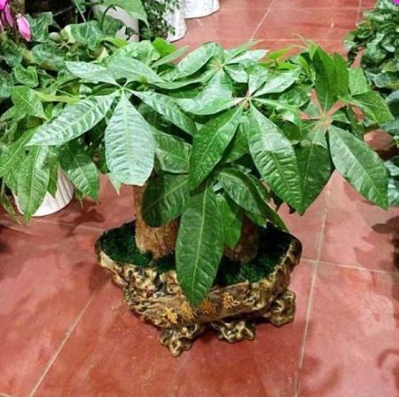 發財樹養護方法