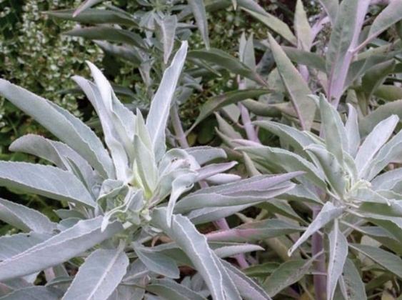 白鼠尾草使用方法 白鼠尾草使用方法