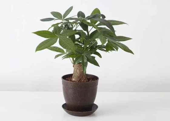 發財樹陽光需求