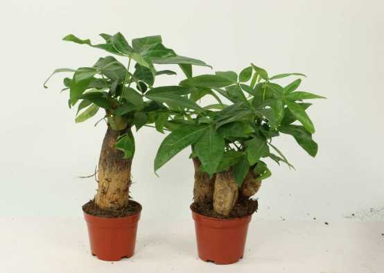 發財樹陽光需求