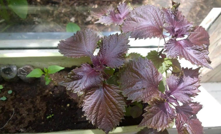 紫苏病虫害防治 紫苏病虫害防治