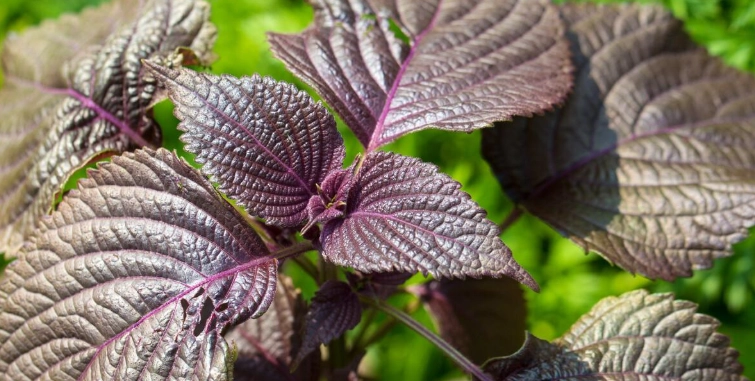 紫苏种植方法 紫苏种植方法