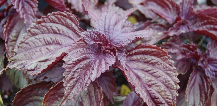 紫苏病虫害防治 紫苏病虫害防治