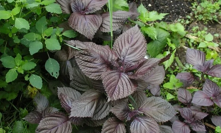 紫酥葉用法 紫酥葉用法