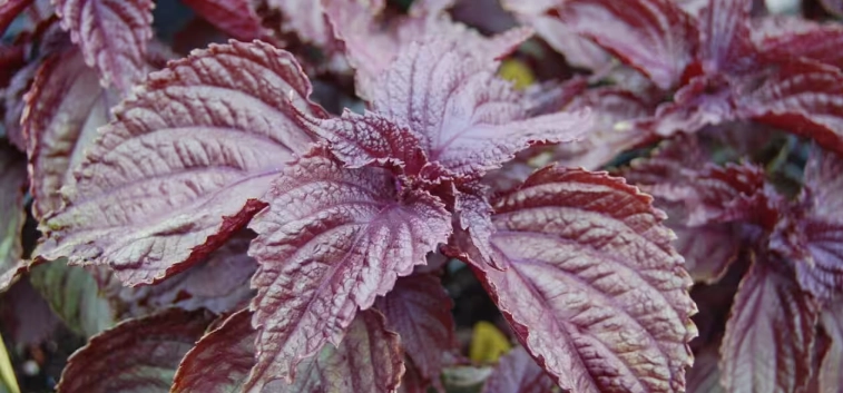 紫酥葉用法 紫酥葉用法