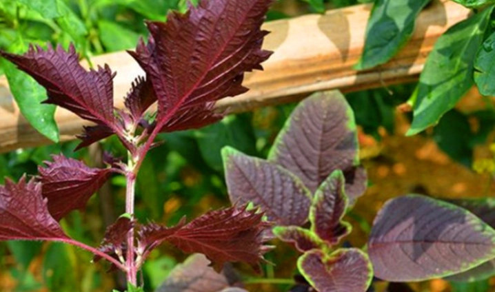 紫苏种植方法 紫苏种植方法