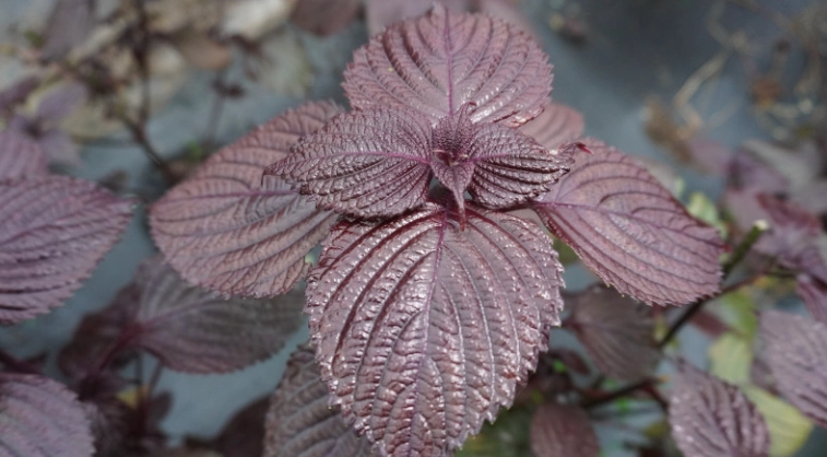 紫酥葉功效 紫酥葉功效