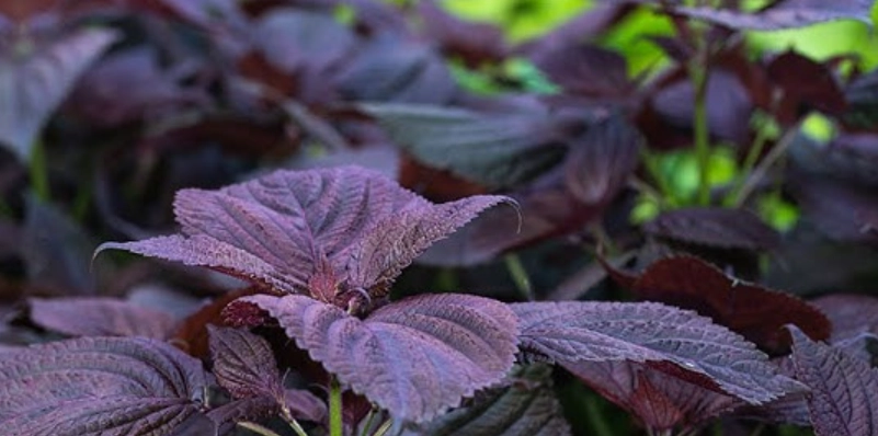 紫苏种植方法 紫苏种植方法