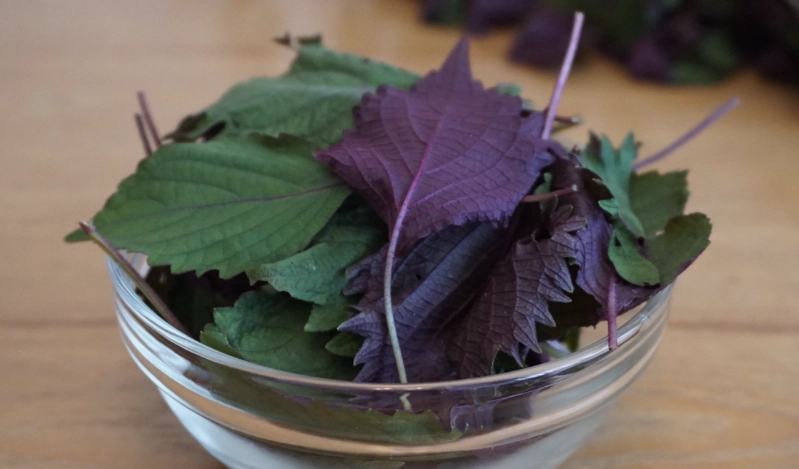 紫蘇茶注意事項