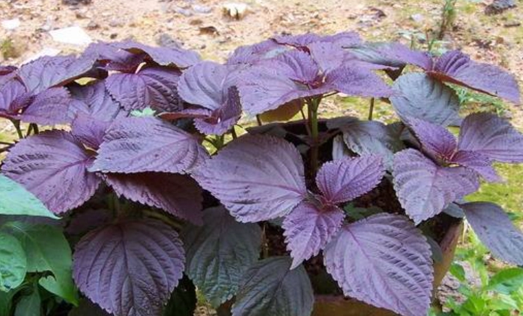 紫苏栽培技巧 紫苏栽培技巧