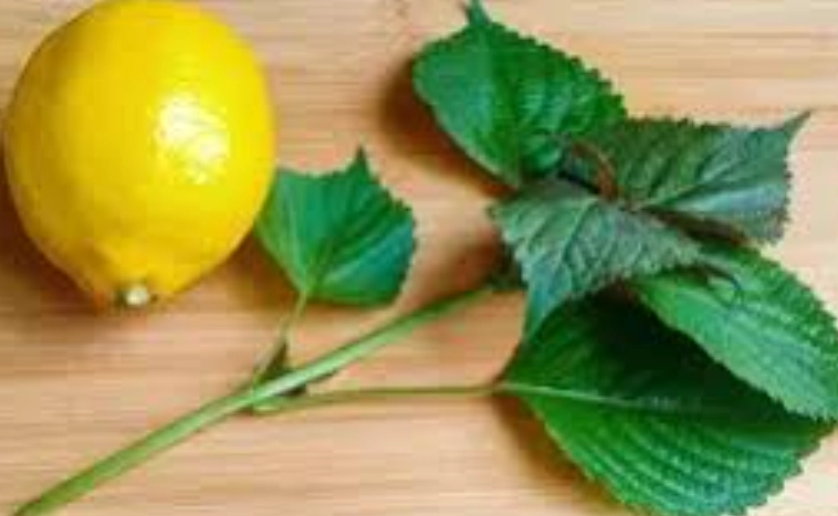 紫苏柠檬茶做法 紫苏柠檬茶做法