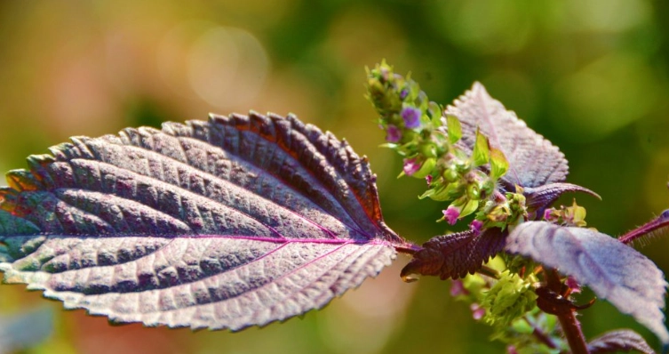 紫苏栽培技巧 紫苏栽培技巧