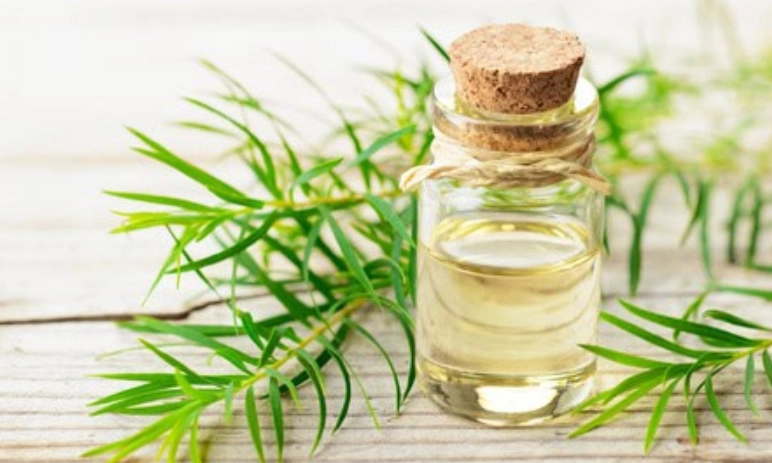 茶樹精油呼吸系統