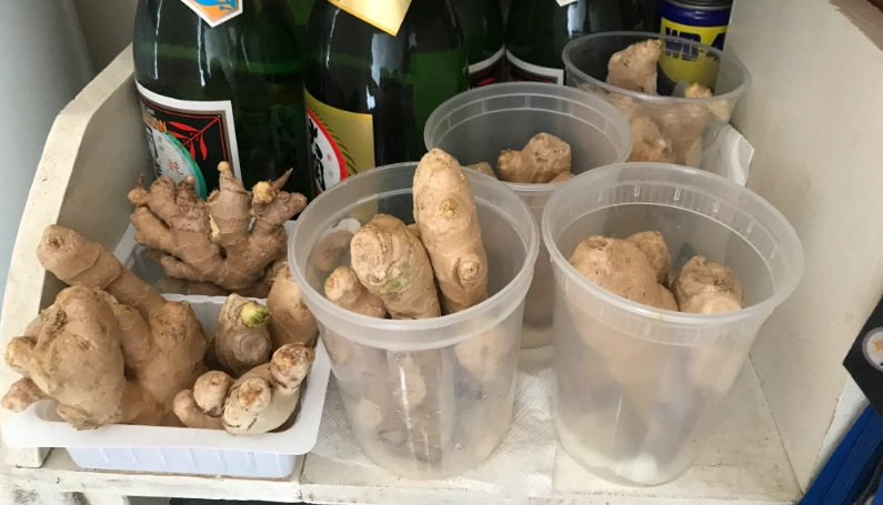 薑保存技巧