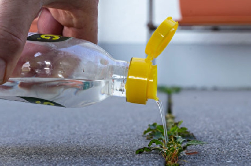 白醋加鹽除草