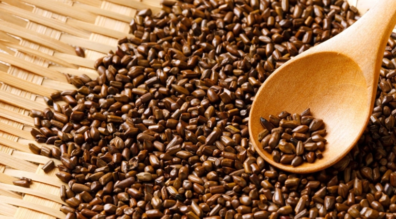 決明子茶副作用