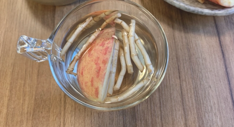 魚腥草煮湯禁忌